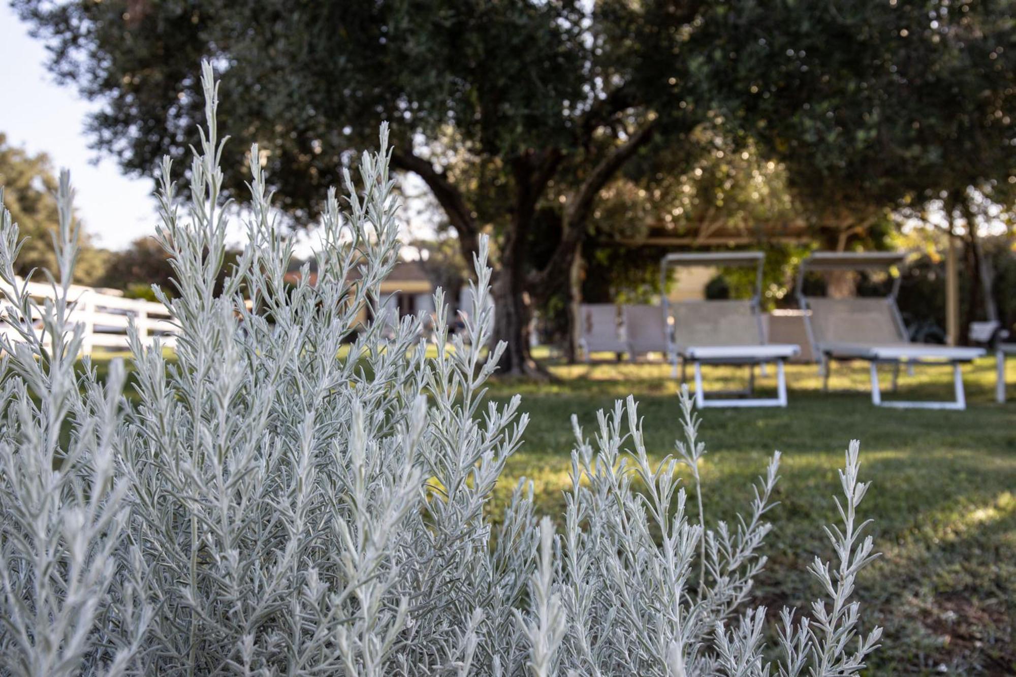 Agriturismo Podere L'Agave San Vincenzo Extérieur photo