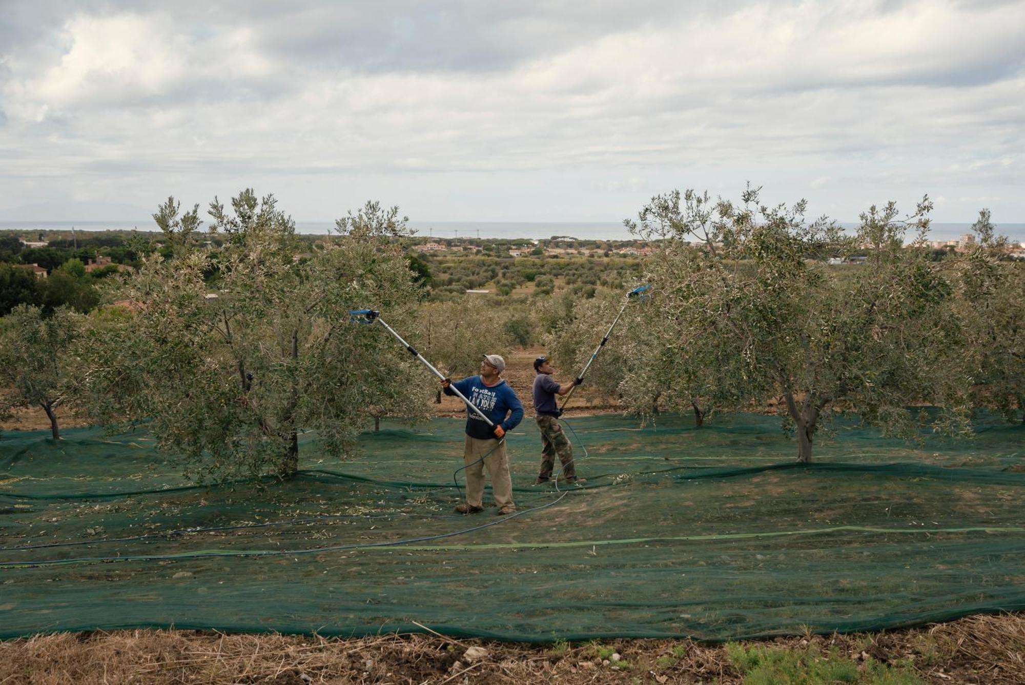 Agriturismo Podere L'Agave San Vincenzo Extérieur photo